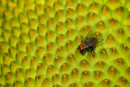 Closeup of fly on a jackfruit