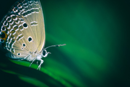 Closeup of brown butterfly on leafの写真素材