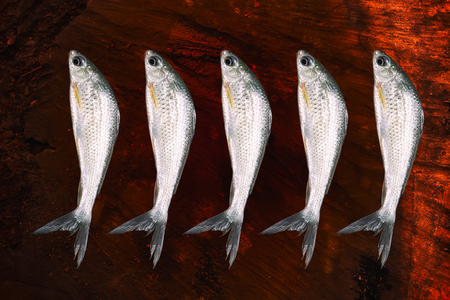 White fish  isolated on wood backgroundの写真素材