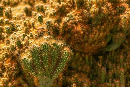 Closeup of cactus  background,texture