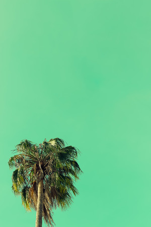 Palm trees branches against sky,Landscapeの写真素材