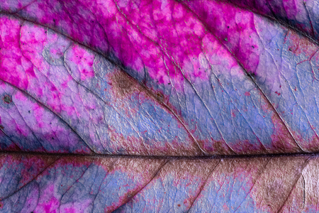 Closeup of leaf texture backgroundの写真素材