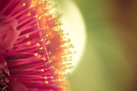 Closeup of red flower backgroundの写真素材