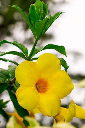 Closeup of yellow flower backgroundの写真素材