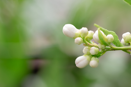 Closeup of white flower backgroundの写真素材