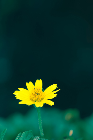 Closeup of Yellow flower backgroundの写真素材