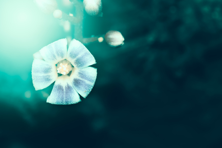 Closeup of blue flower backgroundの写真素材
