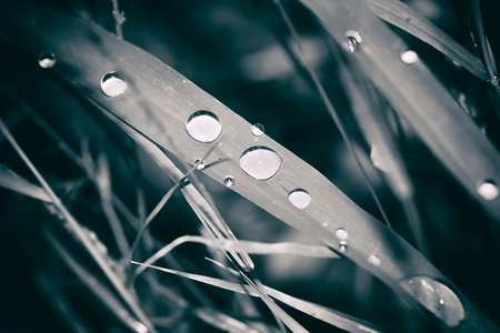 Rain drops on the leafの写真素材