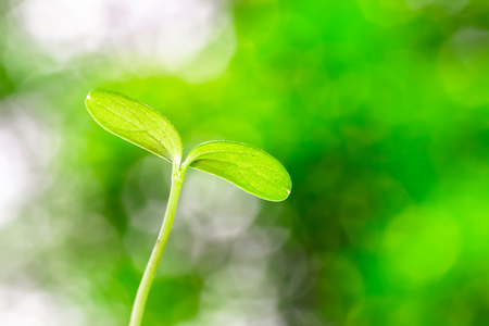 Closeup of green leaf backgroundの写真素材
