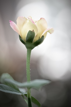 Closeup of yellow rose flower,Nature backgroundsの写真素材