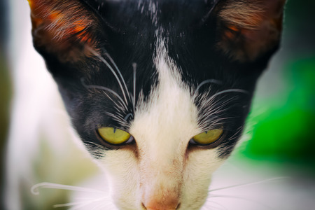 a photo of cat,Cloesup