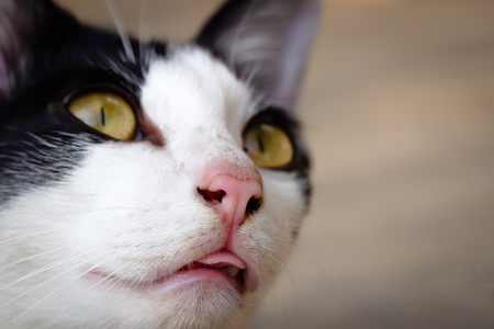a photo of cat,Closeupの写真素材