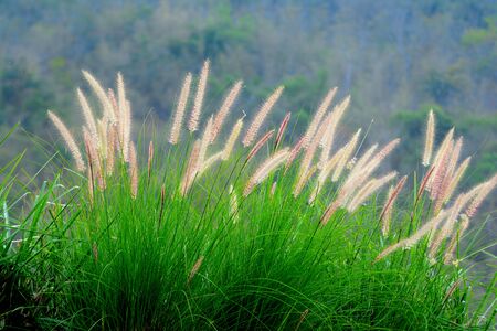 Reed flower.の写真素材