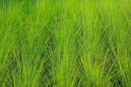 Grass blade.