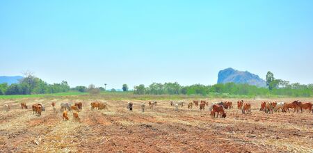 Cows graze on a farm,Thailand.の写真素材