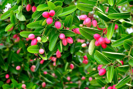 Carissa carandas.の写真素材