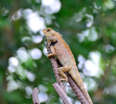 Chameleon on a branch.