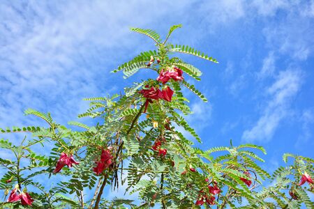 Red Sesbania grandiflora on tree with blue sky background.の写真素材