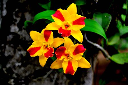 Group of colorful orchid on branchの写真素材