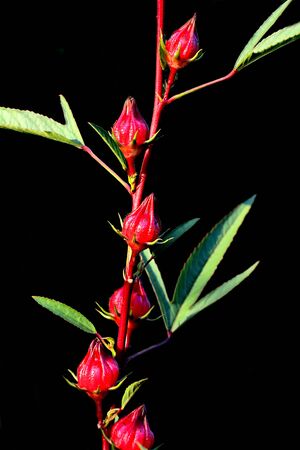 Close up group of red roselle on the branch tree black backgroundの写真素材