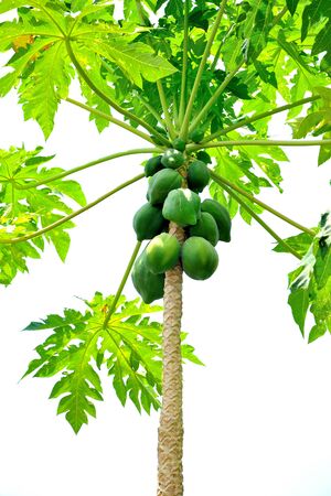 Close up group of raw papaya on tree with white backgroundの写真素材