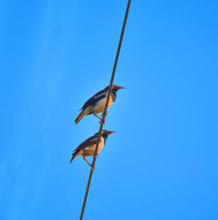 Close up of two birds on high voltage cable with blue sky backgroundの写真素材