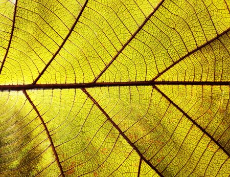 Close up of texture dry leaves.