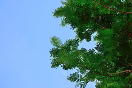 Close up of leaves on the branch have a blue sky background