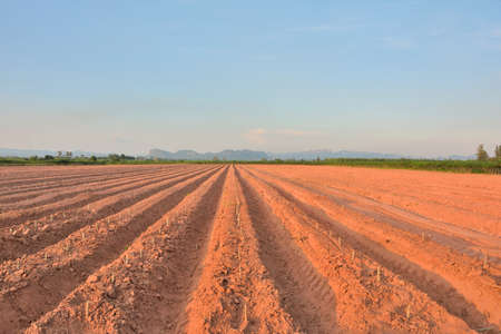 Lines of soil made by tractors has blue sky and mountain background ,agriculture in Thailand