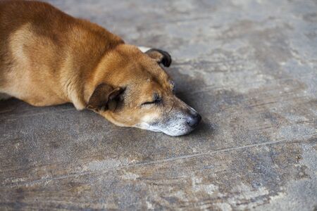 Sleeping dogの写真素材