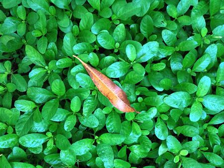Green leaf with a dead leaf on the top