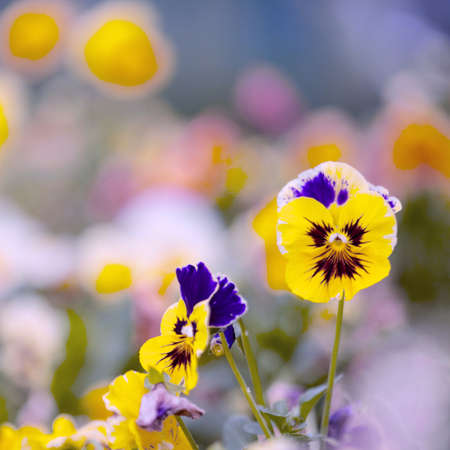 Yellow flowersの素材