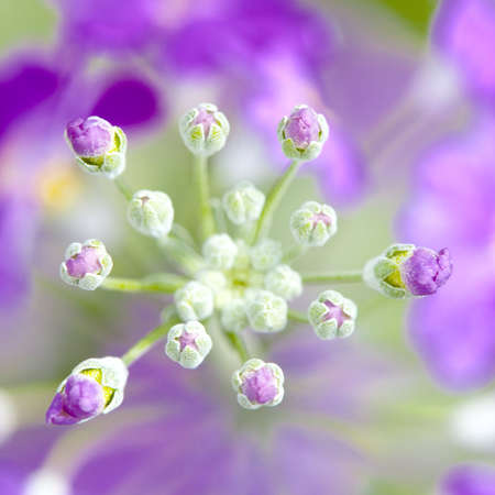 Purple flowersの素材