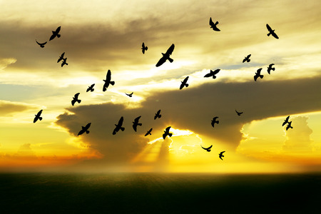 Birds flying in the sky with sunsetの写真素材