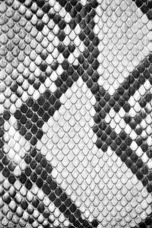 Natural python  leather, skin texture for background.の写真素材