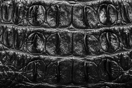 Black Crocodile Leather background textureの写真素材