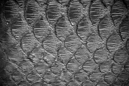 Black  python  leather, skin texture for background.の写真素材