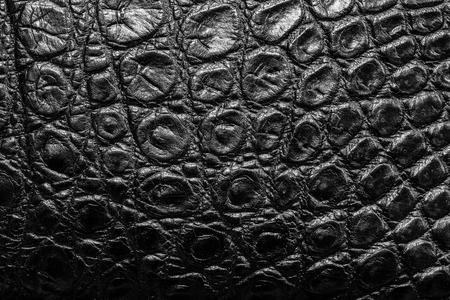 Black Crocodile Leather background textureの写真素材