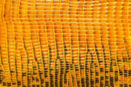 Yellow reptile leather texture backgroundの写真素材