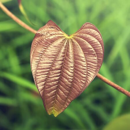 Heart-shaped Leaf in nature background