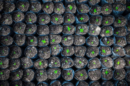Seedlings beginning to growth in a propagatorの写真素材