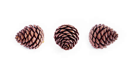 pine cone with white backgroundの写真素材