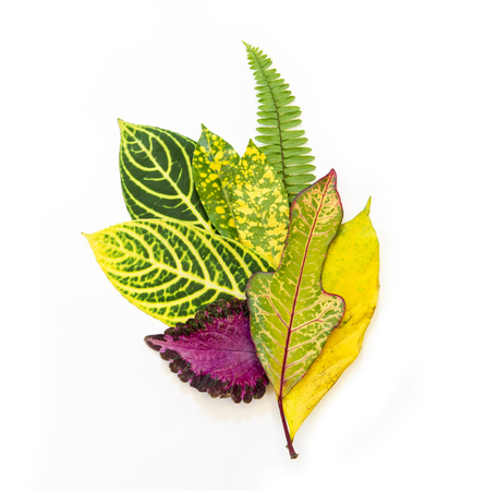 Group of colorful autumn leaves on white background.の写真素材