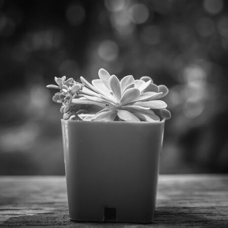 cactus in pot post-processed to BW style pictureの写真素材