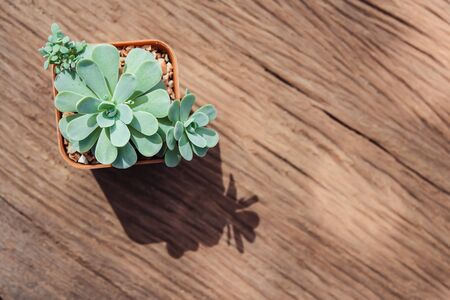Still Life of Three Cactus Plants on Vintage Wood Background Textureの写真素材