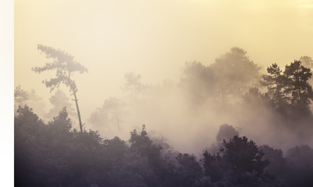 Soft focus nature, forest with mist in morning, vintage filtered.の写真素材