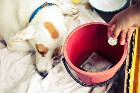 Poor dog waiting people give money on box.の写真素材