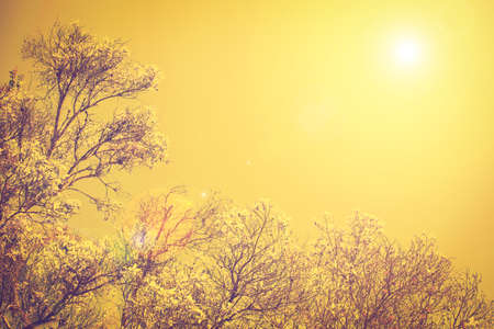 Up view of branch of tree and sun light on sunset sky, Vintage warm color filtered.の写真素材