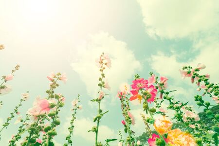 Pink flowers on field with blue sky. Vintage filtered. Nature background.の写真素材
