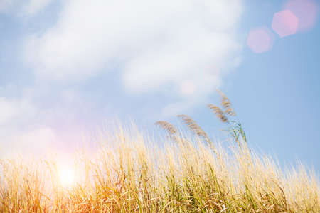 Golden spikelets of grass closeup in the rays of the sun at sunrise in the forest. Selective focus....